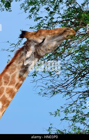 South African Giraffe oder Cape Giraffe (Giraffa Giraffa Giraffa), ernähren sich von Blättern, Krüger Nationalpark, Südafrika, Afrika Stockfoto