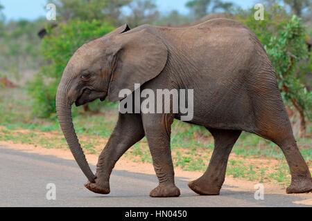 Afrikanischer Bush Elefant (Loxodonta Africana) Kalb über eine asphaltierte Straße, Krüger Nationalpark, Südafrika, Afrika Stockfoto