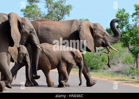 Afrikanischen Bush Elefanten (Loxodonta Africana), zwei adulte Weibchen mit zwei jungen, die über eine asphaltierte Straße, Krüger Nationalpark, Südafrika, Afrika Stockfoto