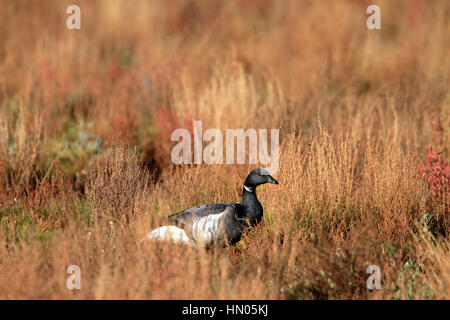 Einzelne Brent Goose (Branta Bernicla) gehen unter den bunten Salzwiesen-Vegetation. Stockfoto