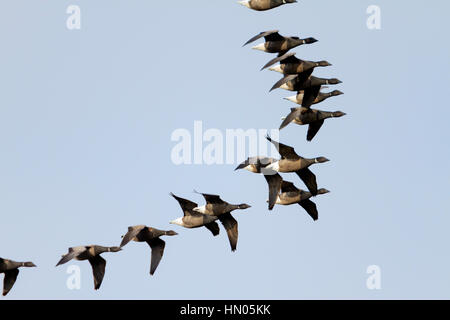 SCHWÄRME VON RINGELGÄNSE. BRANTA BERNICLA IM FLUG. : Deutsch Bernache cravant: Ringelgans Spanisch: Barnacla Carinegra. V-FORMATION. Stockfoto