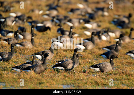 Brent - Brant Gans. Branta Bernicla ON THE SALT MARSH. Stockfoto