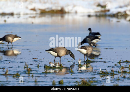 Brent - Brant Gans. Branta Bernicla ON THE SALT MARSH. Stockfoto