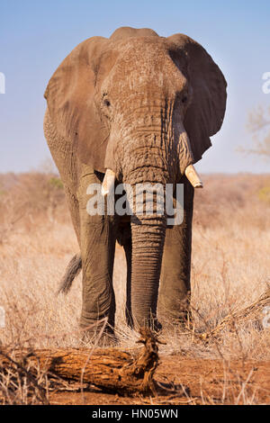 Einen Elefanten im Kruger Nationalpark in Südafrika. Stockfoto