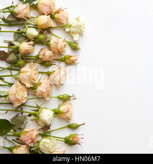 cremige Rosen umrahmen einen weißen Hintergrund mit freiem Speicherplatz Stockfoto