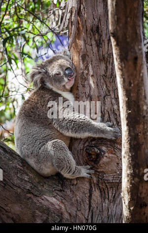 Porträt von Koala umarmt einen Baum Stockfoto