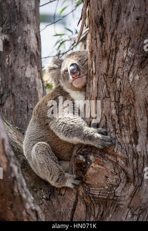 Koala umarmt Eukalyptus-Baum an seinen Mittagsschlaf Stockfoto