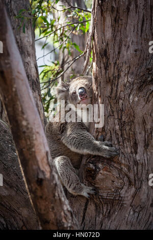 Koala umarmt Eukalyptus-Baum Stockfoto