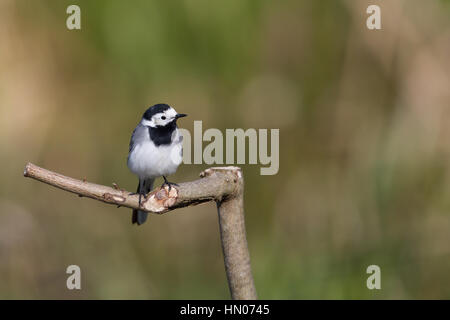 Porträt natürliche weiße Bachstelze (Motacilla Alba Alba) Stockfoto
