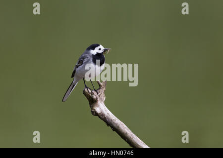 Porträt der Bachstelze (Motacilla Alba Alba) stehend auf Ast mit Nahrung im Schnabel Stockfoto