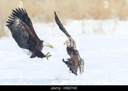 Zwei Kämpfe amerikanischen Weißkopf-Seeadler (Haliaeetus Leucocephalus) in Nord-Utah, USA, Nordamerika Stockfoto