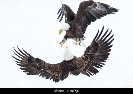 Bekämpfung der amerikanischen Weißkopf-Seeadler (Haliaeetus Leucocephalus) in Nord-Utah, USA, Nordamerika Stockfoto