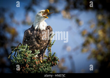 Amerikanische Schlucke Weißkopf-Seeadler (Haliaeetus Leucocephalus) unten ein Fisch im Lake-Clark-Nationalpark, Alaska Stockfoto