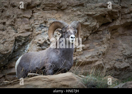 Nahaufnahme von Rocky Mountain-Dickhornschaf (Ovis Canadensis) in Green River, Utah, USA, Nordamerika Stockfoto