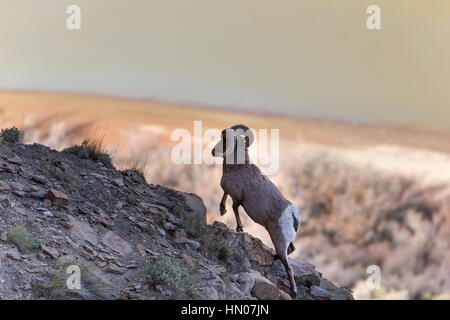 Ein felsiger Berg Dickhornschaf (Ovis Canadensis) geht am Rand der Klippe in Green River, Utah, USA, Nordamerika Stockfoto