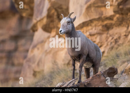 Weibliche Schafe Schaf (Ovis Canadensis) auf einem Felsen in Green River, Utah, USA, Nordamerika Stockfoto