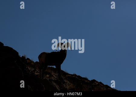 Rocky Mountain Bighorn Sheep Ram Silhouette (Ovis Canadensis) in Green River, Utah, USA, Nordamerika Stockfoto