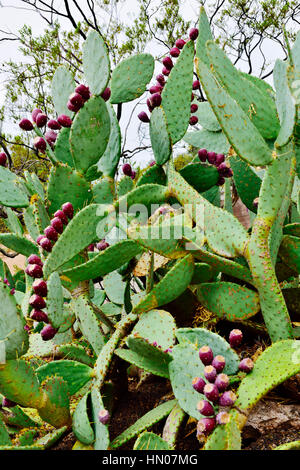 Feigenkaktus (Opuntia Engelmannii) mit reifen Früchten auf die Pads in der Nähe von Sedona Arizona. Stockfoto
