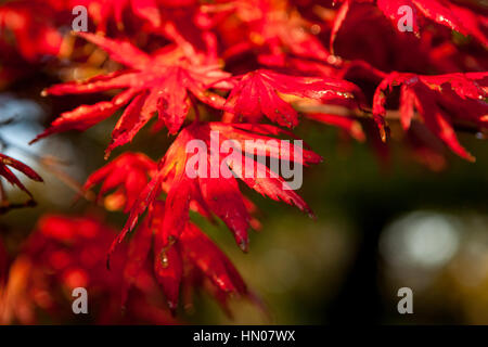 Eine Nahaufnahme von roten Herbst Blätter. Stockfoto