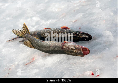 Ein russischer Mann auf kalten Wintertag wie er sitzt auf Eis Angeln an einem Fluß im Moskauer Gebiet. Eisfischen ist ein beliebtes Hobby in Russland Stockfoto