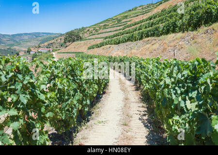 Europa, Portugal, Douro-Tal, Porto, einer Region, die von der Spanisch-Portugal-Grenze zur Küste verläuft. Tal ist gesäumt von steil abfallenden Hügel. Stockfoto