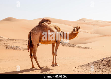 Lonely Kamel in die Dünen der Wüsten. Liwa Oase Bereich, Emirat von Abu Dhabi, Vereinigte Arabische Emirate Stockfoto