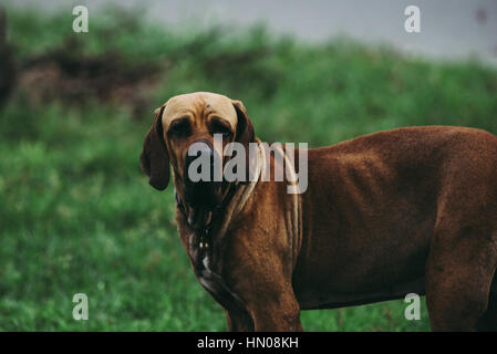 Beagle Hund auf Kamera Stockfoto