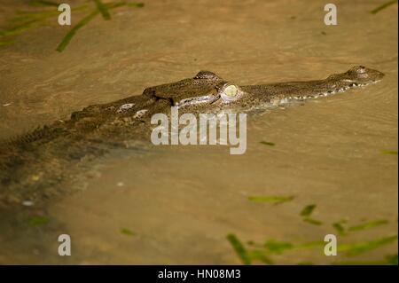 Expedition-Boote erkunden Sie die Gewässer des Panama-Kanals durch Buchten auf der Suche nach Wildtieren, darunter unzählige Vogelarten, Reptilien Stockfoto