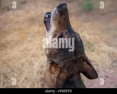 Iberischer Wolf (Canis Lupus Signatus) Heulen im Sommer. Iberische Wölfe haben ein sehr kurzes Fell im Sommer. Stockfoto