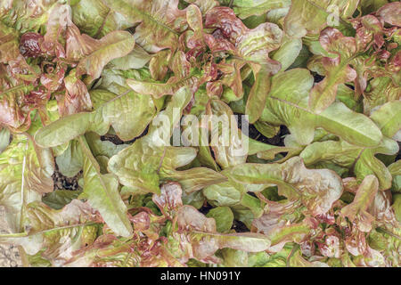 Red oak leaf Salate ('Brunia") wachsen dicht in einem Garten im Hinterhof, Füllung der Rahmen (von oben betrachtet). Stockfoto