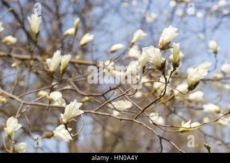 Zweig mit vielen Magnolia Blumen Stockfoto