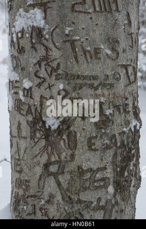 Graffitied geschnitzt Buche im Schnee mit Initialen und Jahre. Stockfoto