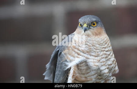 Ein Kopfschuss von einem atemberaubenden, wilden, Männlich, Sperber (Accipiter Nisus) auf der Suche nach der nächsten Mahlzeit. Stockfoto