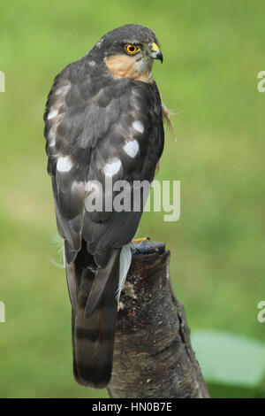 Eine atemberaubende, wilde, männliche Sperber (Accipiter Nisus) thront auf einem alten Baumstumpf, auf der Suche nach der nächsten Mahlzeit. Stockfoto