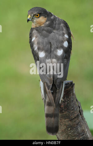 Eine atemberaubende, wilde, männliche Sperber (Accipiter Nisus) thront auf einem alten Baumstumpf, auf der Suche nach der nächsten Mahlzeit. Stockfoto