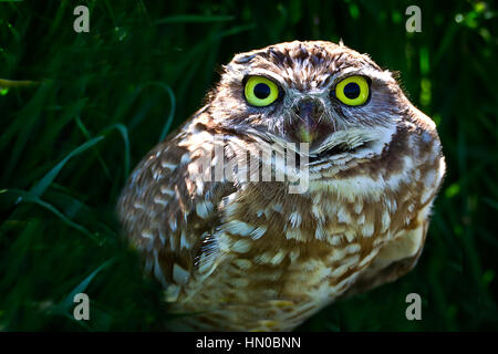 Nördlichen Pygmy Eule (Glaucidium) verstecken sich in den Rasen im Antelope Island State Park, Syrakus, Utah, USA Stockfoto
