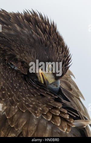 Ein Profil von einem jungen, juvenile Weißkopfseeadler (Haliaeetus Leucocephalus) in Farmington, Utah, USA Stockfoto