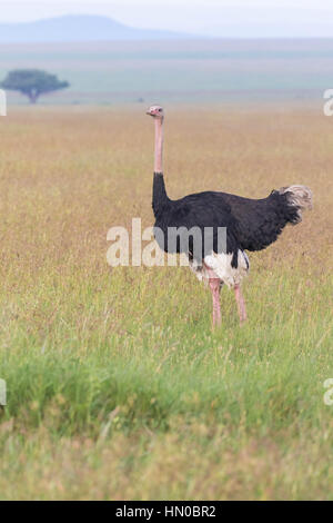 Strauß (Struthio Camelus) in der Serengeti National Park, Mara Reserve, Tansania, Afrika Stockfoto