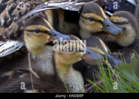 Herde von BaMallard Entenküken, eine Herde von flauschigen Stockente Entenküken, Anas Platyrhynchos, über einen Weg, garniert mit roten Steinen, Farmington, Utah, USA Stockfoto