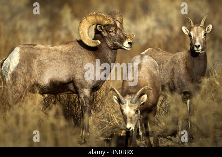 BigHorn Schafe Ram wacht über zwei Mutterschafe, Ovis Canadensis, Green River, Utah, USA Stockfoto