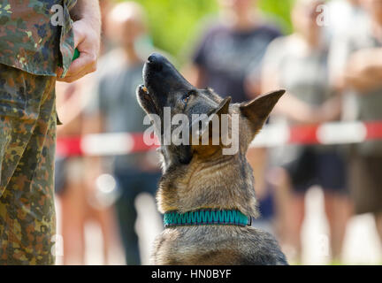 Deutsche Militärpolizei Hundeausstellungen zu seinem Besitzer Stockfoto