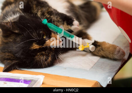 Veterinariya.Sterilizatsiya Katzen. Katze schlafend unter Betäubung mit einer Spritze in Katheter stecken. Stockfoto