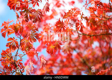 Full Moon, sonnigen Herbsttag blauen Himmel, Herbst Ahornblätter Farbwechsel Jane Ann Butler Fotografie JABP1832 Stockfoto