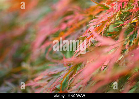 Acer Palmatum, Schnitt-leaved japanischer Ahorn, Herbstlaub, Farbwechsel, sonnigen Tag Jane Ann Butler Fotografie JABP1825 Stockfoto