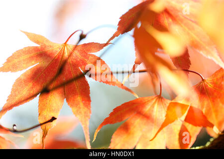 Acer Japonicum Vollmond Ahorn, Blattfarbe Jane Ann Butler Fotografie JABP1827 ändern Stockfoto