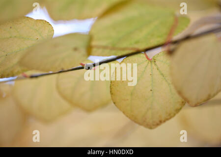 Cercidiphyllum Japonicum, Katsura-Baum im Herbst Jane Ann Butler Fotografie JABP1821 Stockfoto