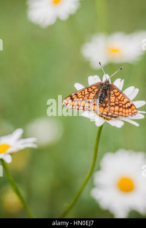 Argynnis Aglaja (dunkel grün Fritillary) in eine Wildblumenwiese Oxeye daisy Stockfoto