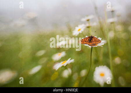 Argynnis Aglaja (dunkel grün Fritillary) in eine Wildblumenwiese Oxeye daisy Stockfoto