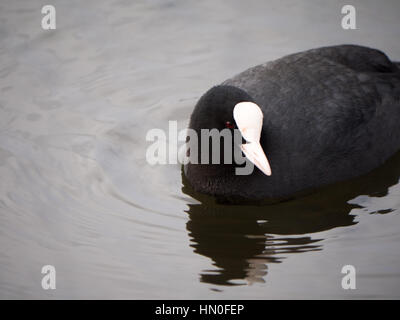 Einer einzigen schwarzen Wasserhuhn Vogel schwimmen auf einem Stausee in Salford, Greater Manchester Stockfoto