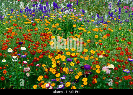 Bunte Blumenwiese der gemischte Pflanzung einschließlich Rittersporn, Rittersporn, Lavatera, Calendula, in einen Bauerngarten Stockfoto